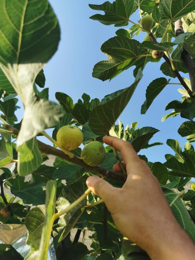 Azienda Agrituristica Baglio Carta Balestrate Kültér fotó