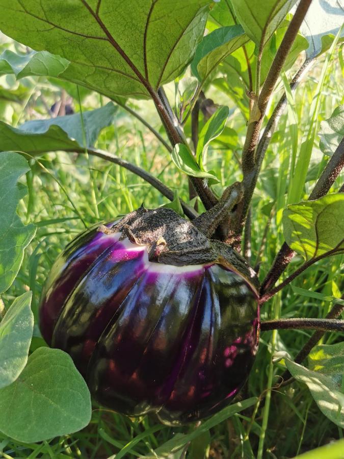 Azienda Agrituristica Baglio Carta Balestrate Kültér fotó