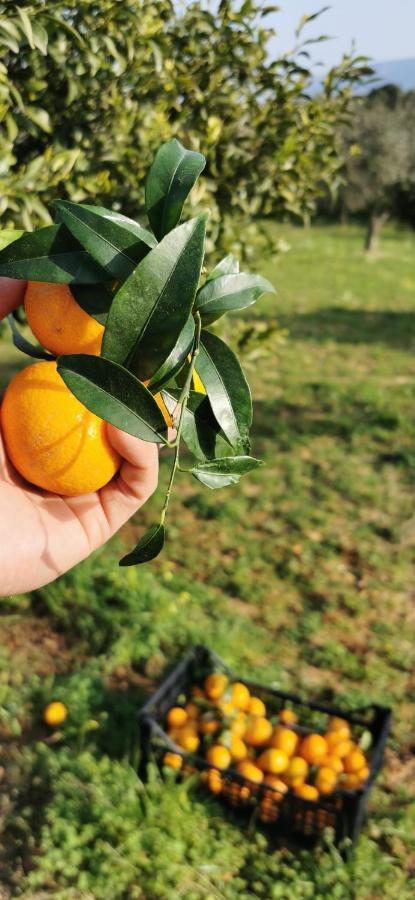 Azienda Agrituristica Baglio Carta Balestrate Kültér fotó