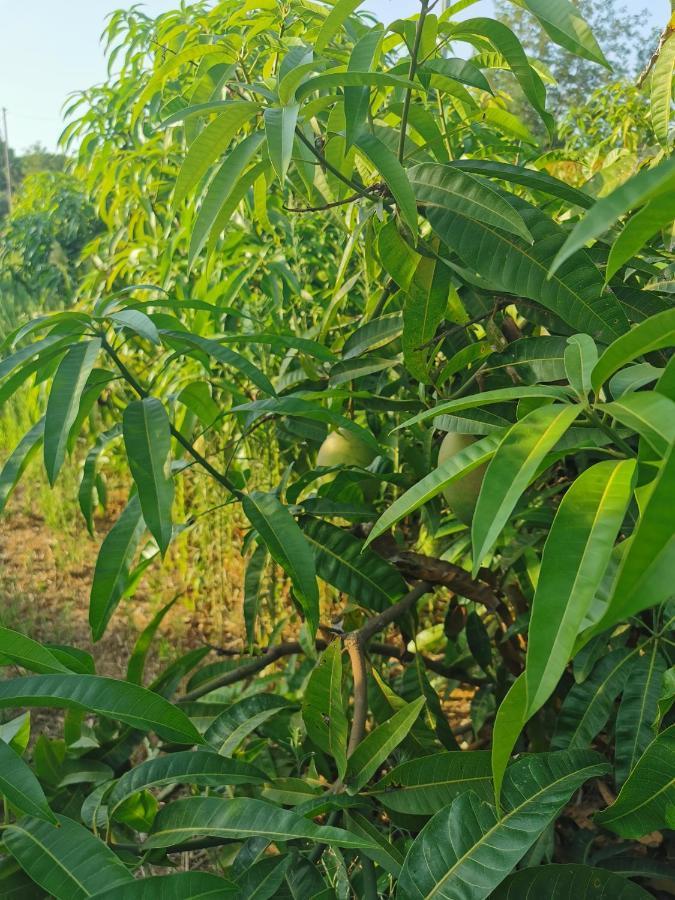 Azienda Agrituristica Baglio Carta Balestrate Kültér fotó