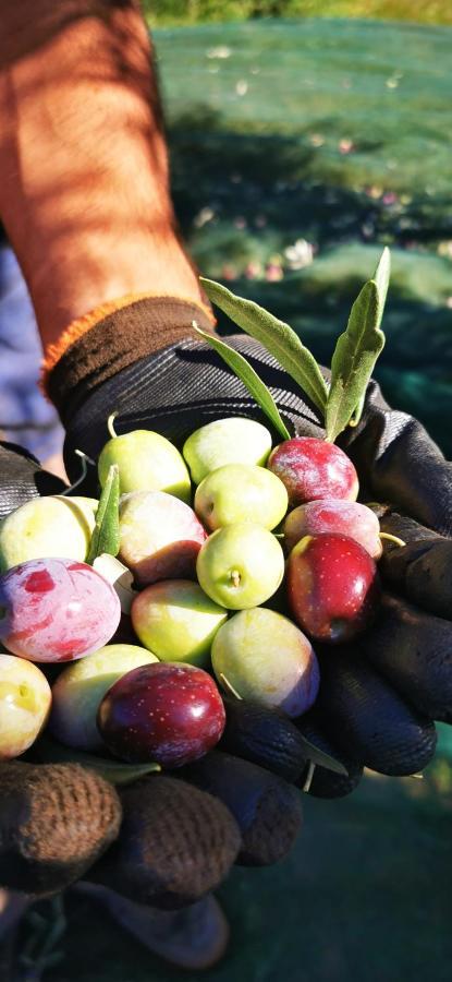 Azienda Agrituristica Baglio Carta Balestrate Kültér fotó