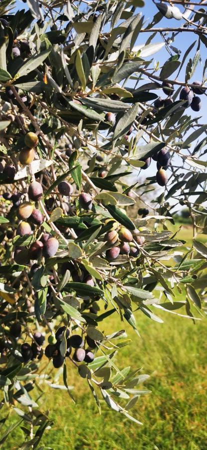Azienda Agrituristica Baglio Carta Balestrate Kültér fotó