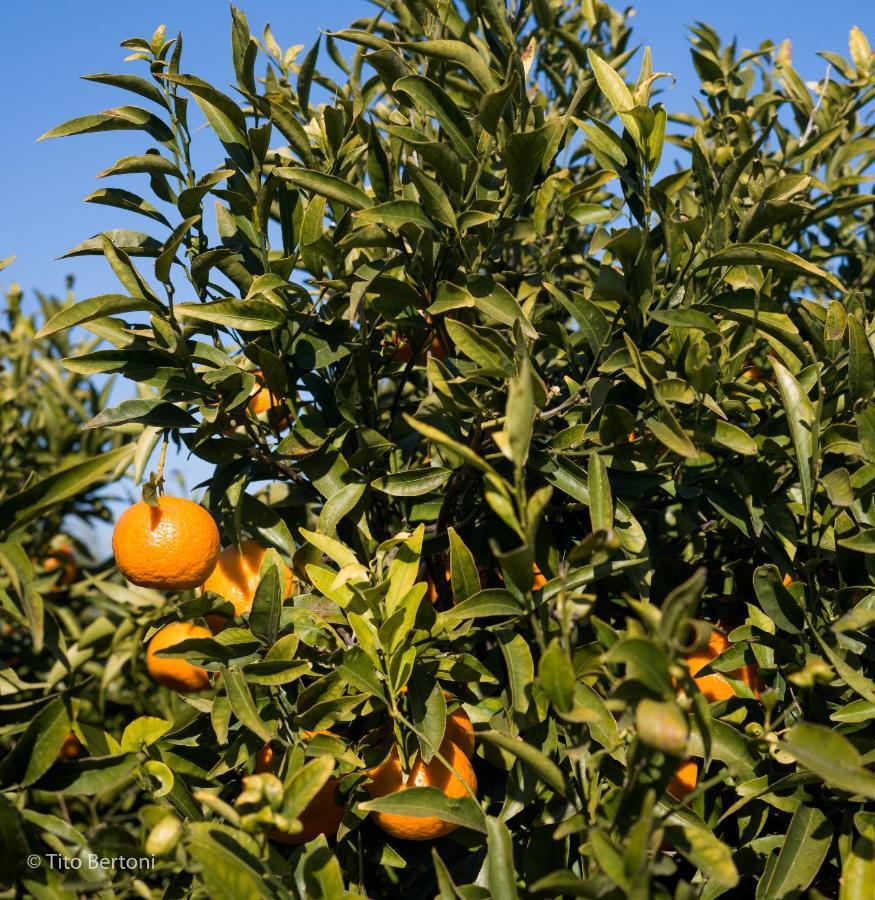 Azienda Agrituristica Baglio Carta Balestrate Kültér fotó
