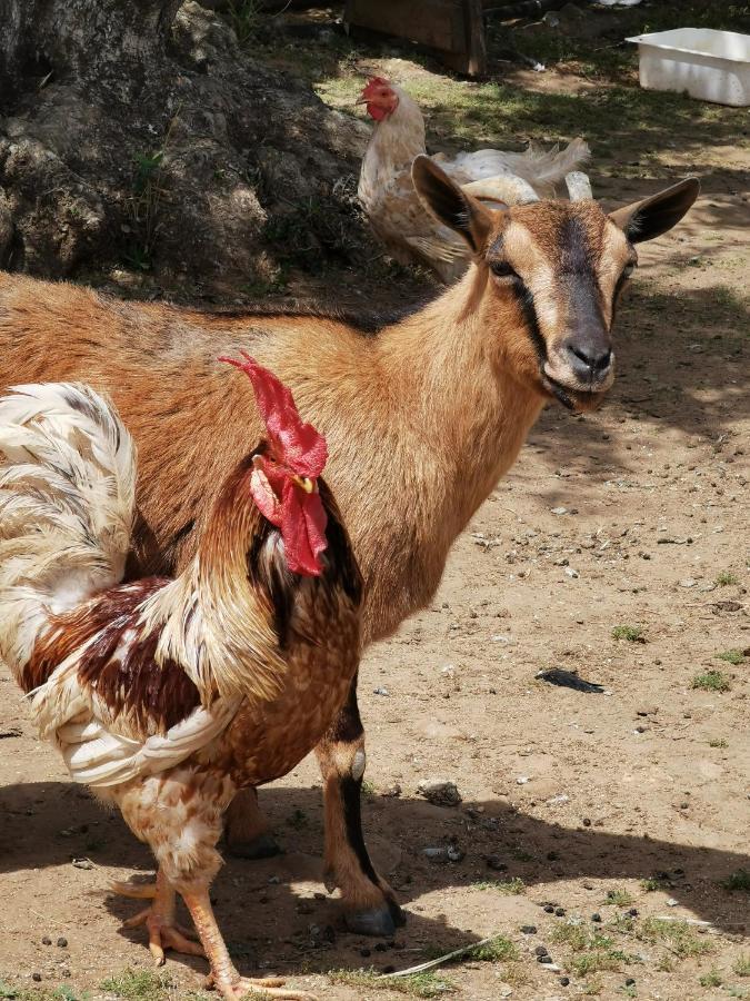 Azienda Agrituristica Baglio Carta Balestrate Kültér fotó