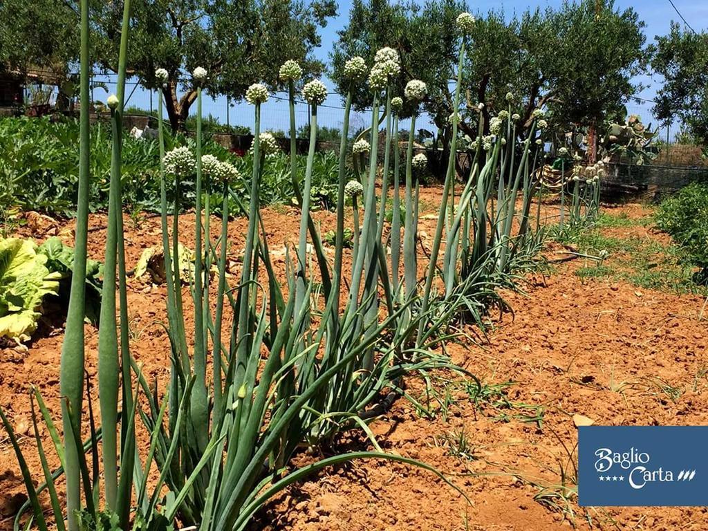 Azienda Agrituristica Baglio Carta Balestrate Kültér fotó
